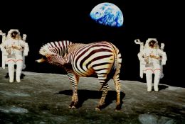 space Zebra