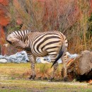 natural stripes source image