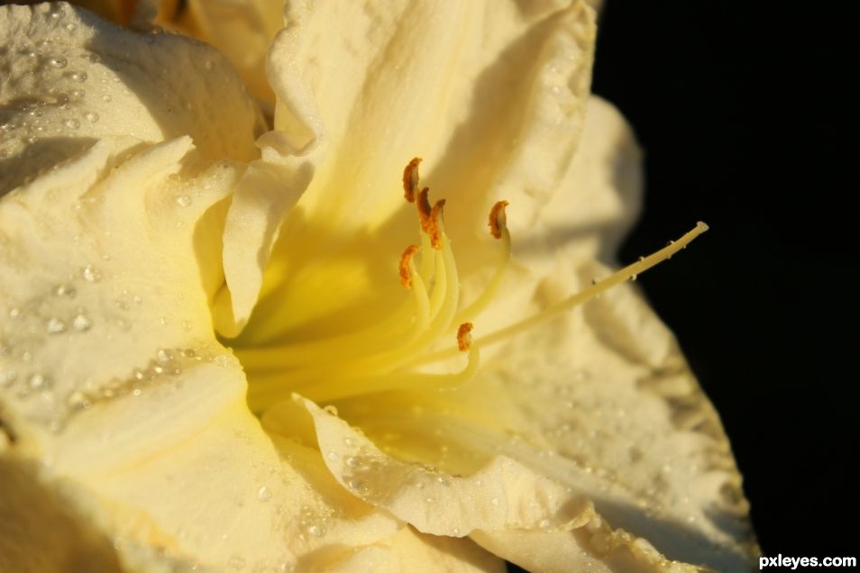 Nature Close Up - Daylily