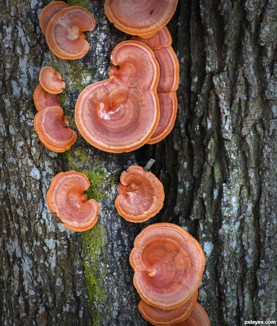 Fungi on a tree