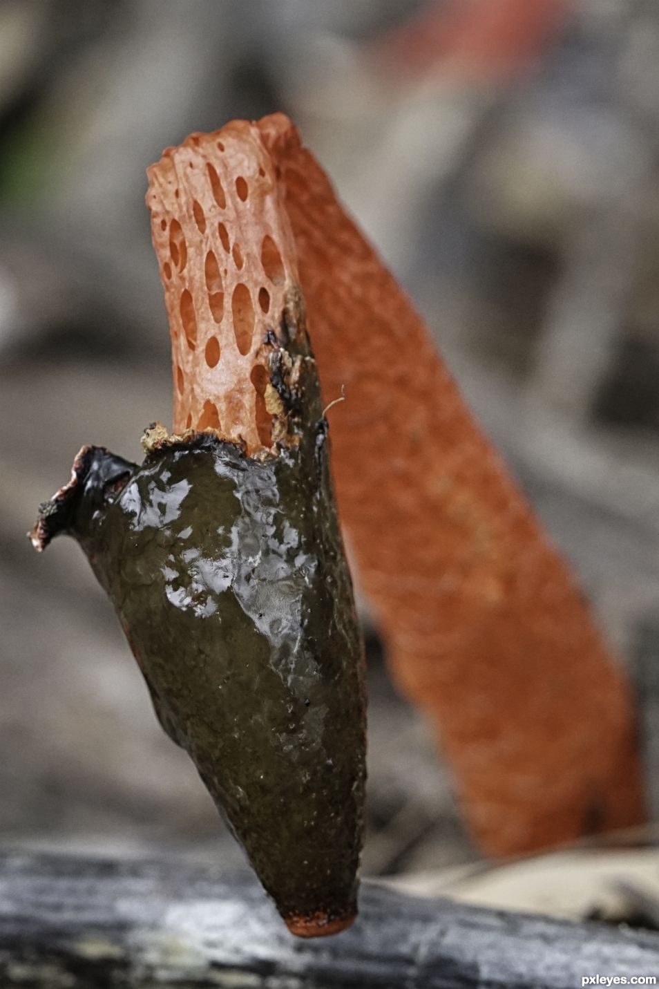 Demise of a stinkhorn