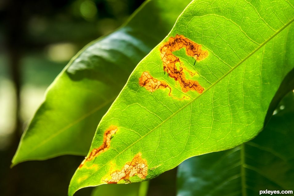 Dying Leaf