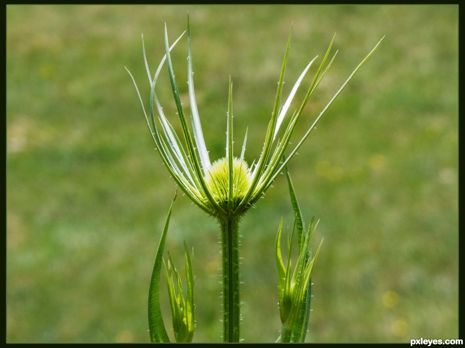 Thistle