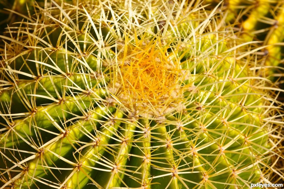 Cactus