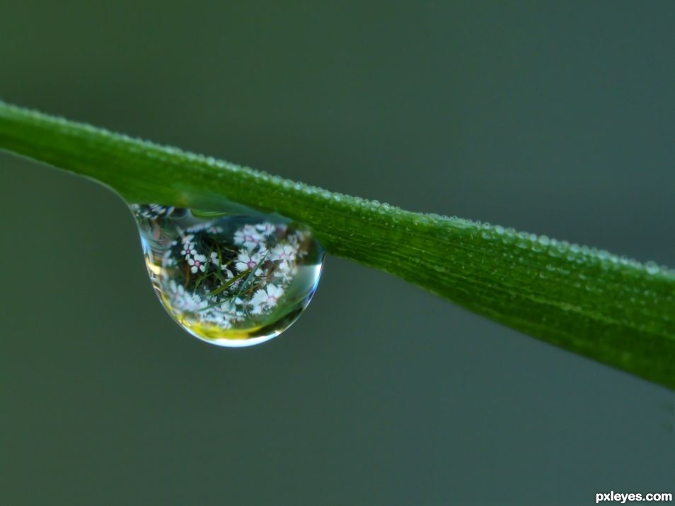 Flowers in a drop