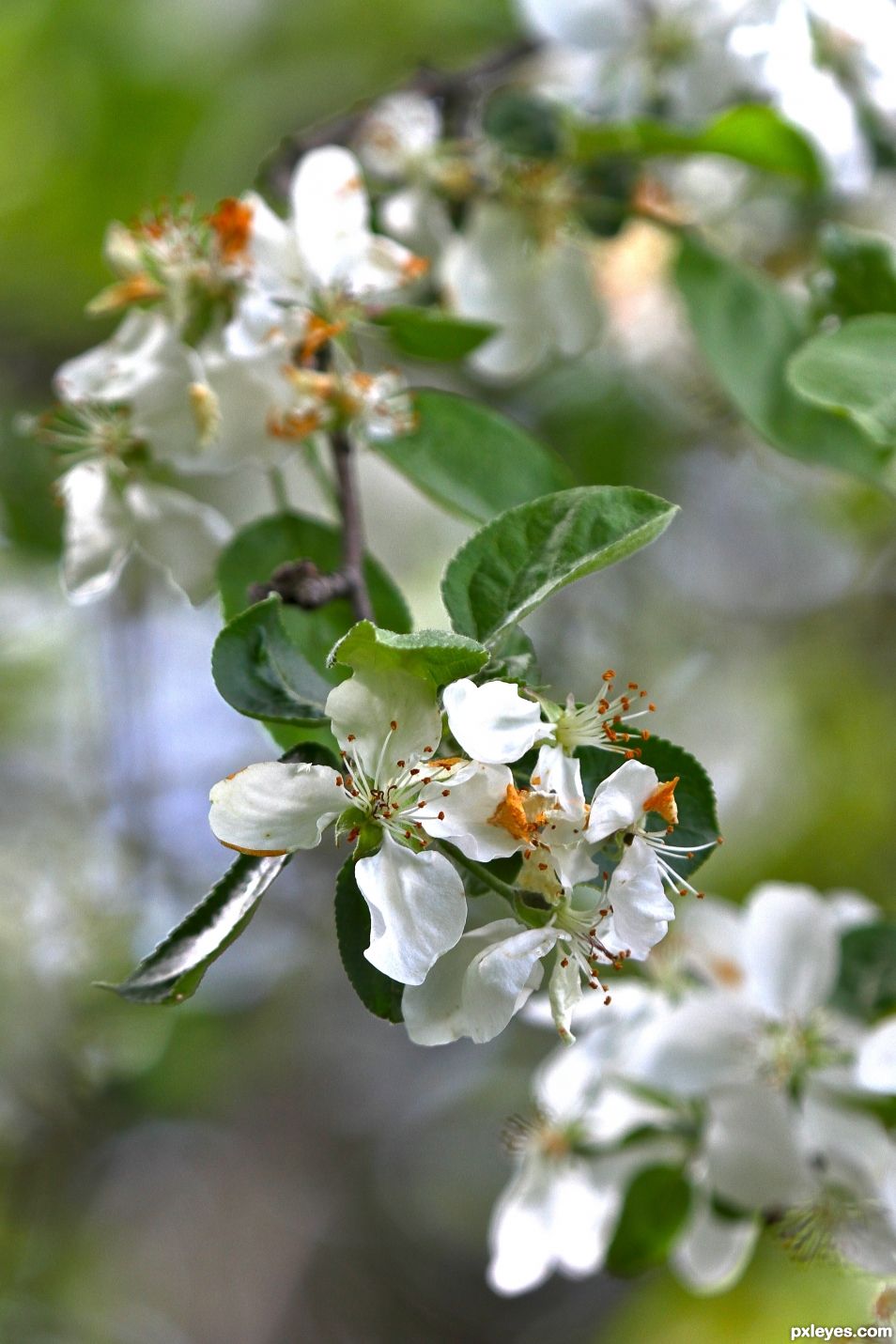 Apple Blossoms