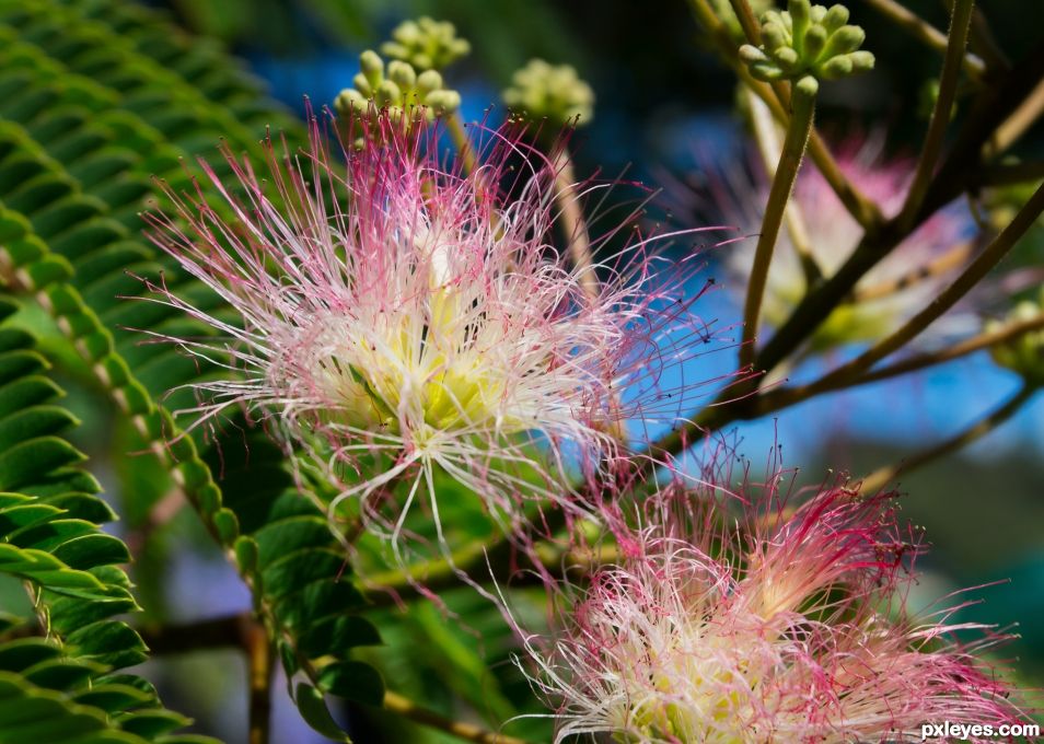 Silk Tree