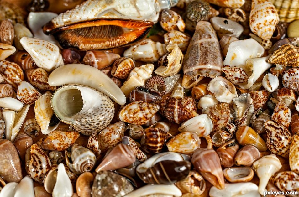 Seashells