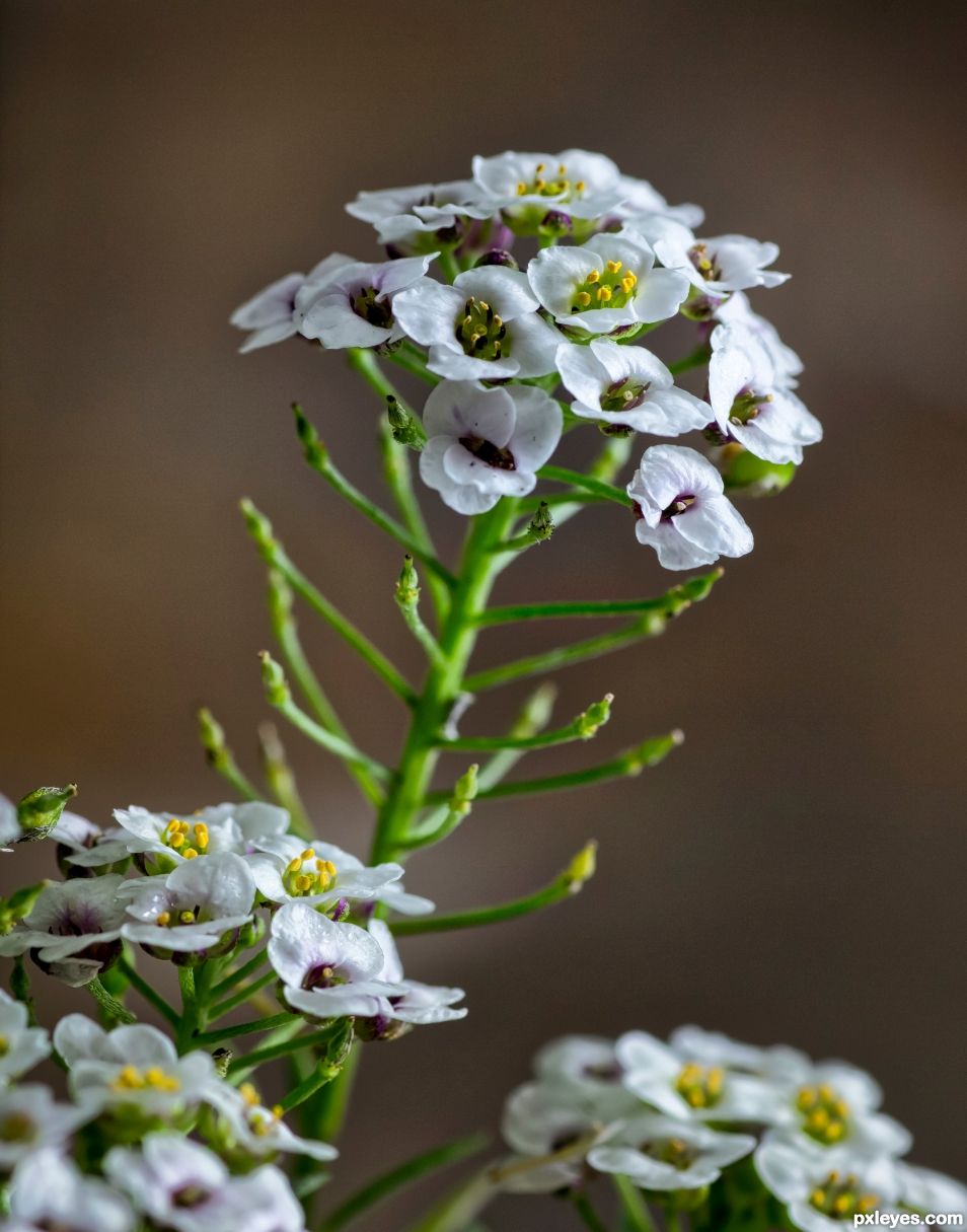 Alyssum