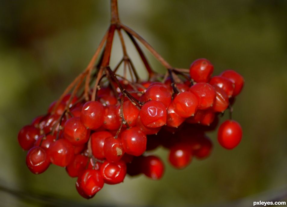 Berries