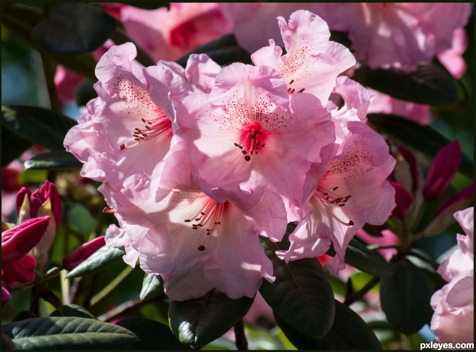 Rhododendron