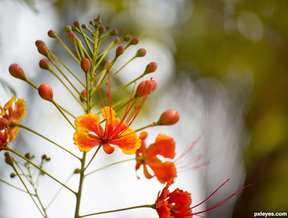 Poinciana flowers