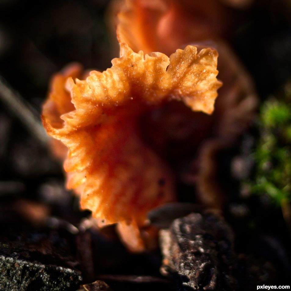 Tiny Fungi