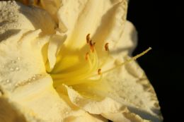 Nature Close Up - Daylily