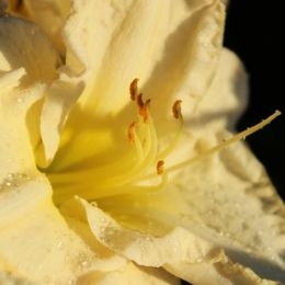 Nature Close Up - Daylily Picture