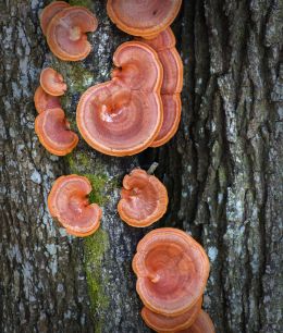 Fungi on a tree