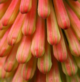 Poker Plant  Flowers