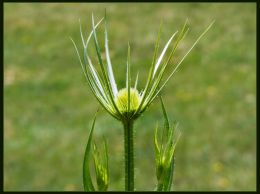 Thistle