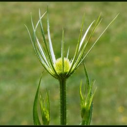 Thistle