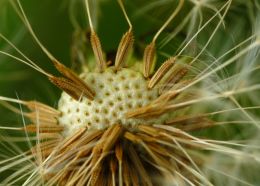 Attack of a golf ball by male gametes