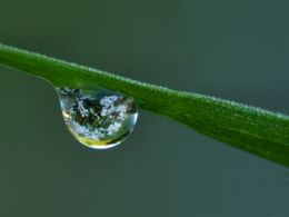 Flowers in a drop