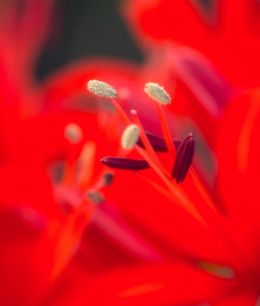 stamen