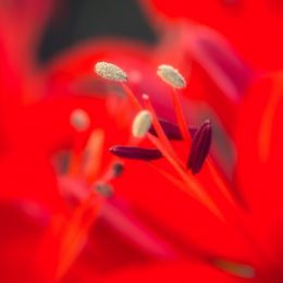 stamen