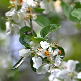 AppleBlossoms