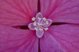 Hydrangea close up