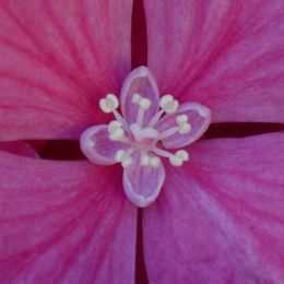 Hydrangeacloseup