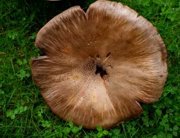 mushroom