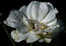 Close-up
