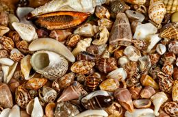 Seashells