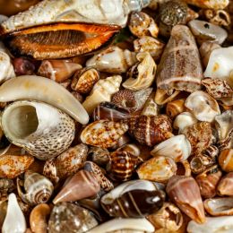 Seashells