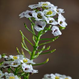 Alyssum