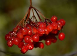 Berries