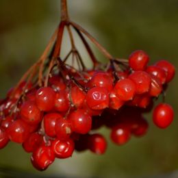 Berries