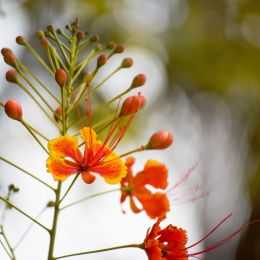 Poincianaflowers