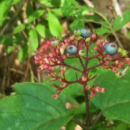 Blueberries