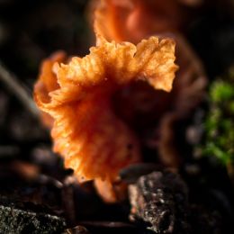 TinyFungi