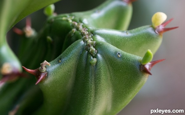 Cacti