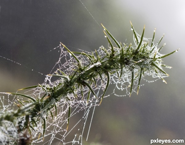 Cobwebs