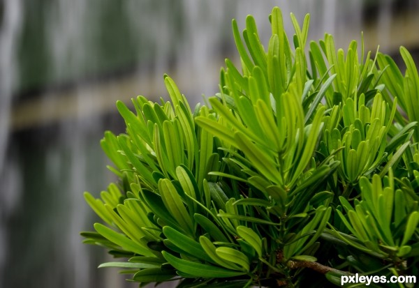 Green Leaves