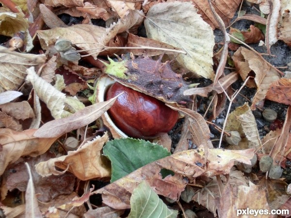 Hidding in the leaves