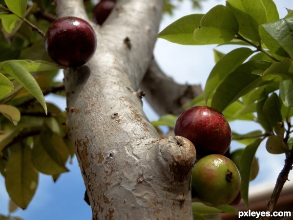 Jabuticaba