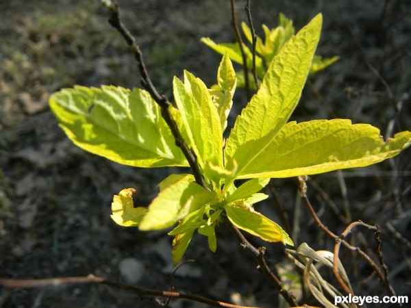 Leaves