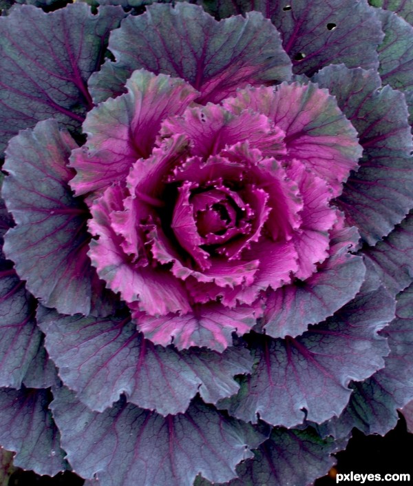 Ornamental cabbage