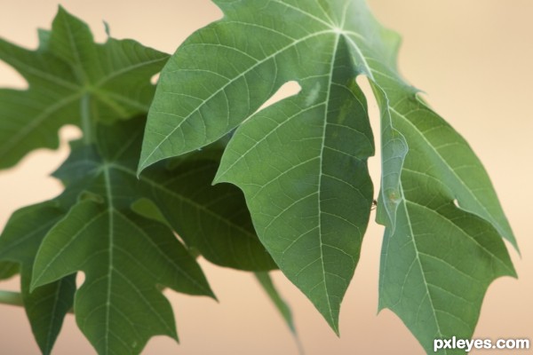 Paw Paw Leaves