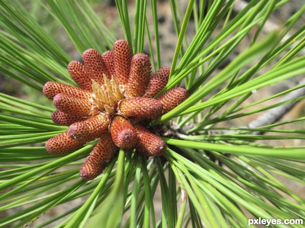 Pine Cone