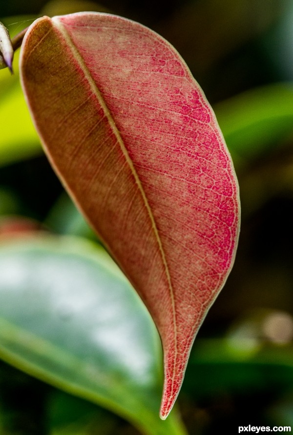 Red Leaf